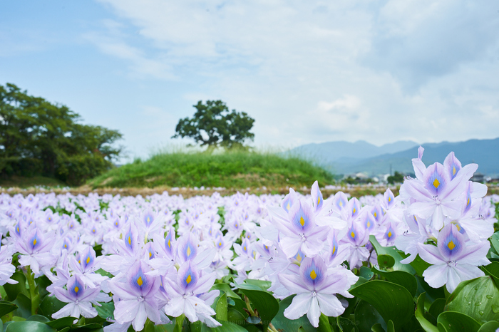 お写ん歩: Voigtländer MACRO APO-LANTHAR 110mm F2.5アーカイブ お写ん歩: Voigtländer MACRO APO-LANTHAR 110mm F2.5アーカイブ